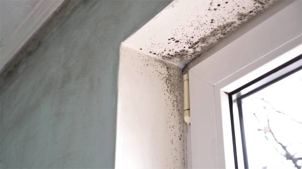Best Forensic Mold Investigation  in Meeker, CO