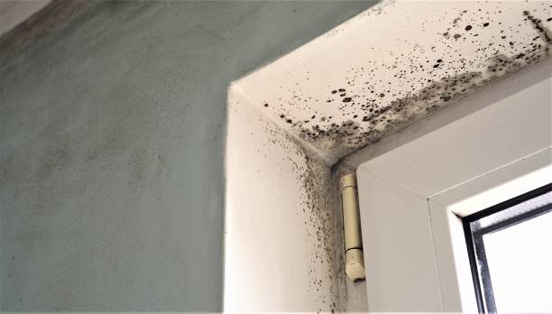 Best Comprehensive Air Testing for Mold Contaminants  in Meeker, CO