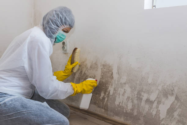 Best Mold Remediation for Rental Properties  in Meeker, CO