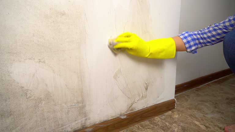 Best Black Mold Removal  in Meeker, CO