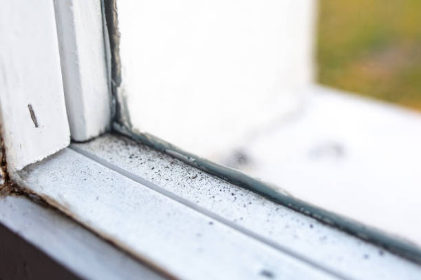  Meeker, CO Mold Removal Pros