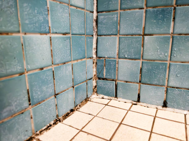 Mold Odor Removal Services in Meeker, CO