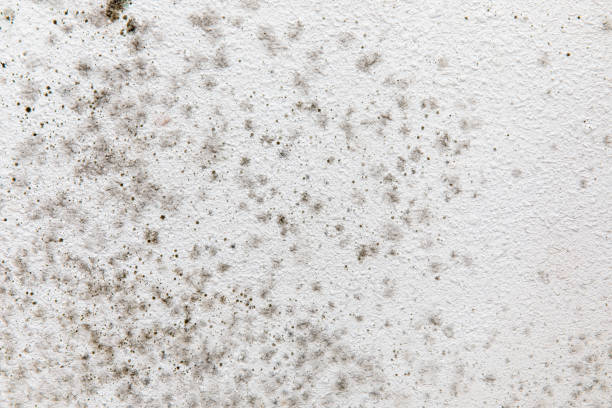 Asbestos and Lead Testing During Mold Inspection in Meeker, CO