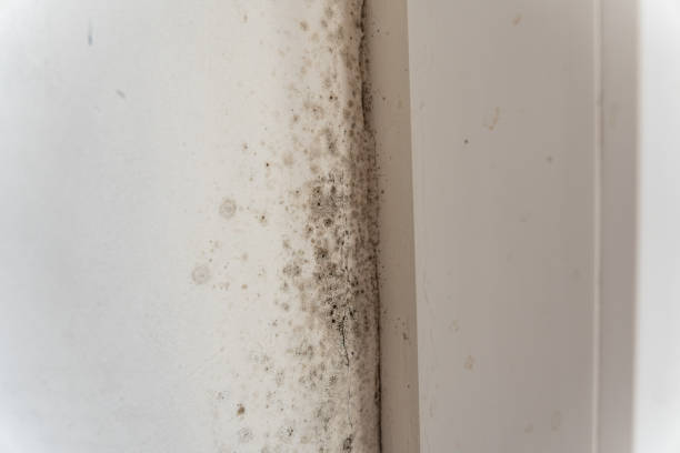 Best Water Damage & Mold Remediation  in Meeker, CO