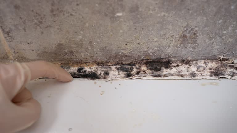 Best Black Mold Removal  in Meeker, CO