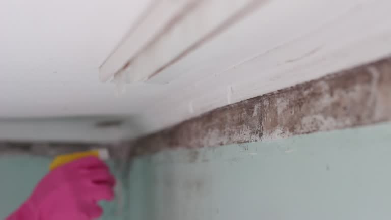 Best Emergency Mold Remediation  in Meeker, CO