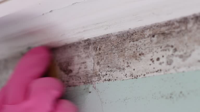 Best Basement Mold Removal  in Meeker, CO
